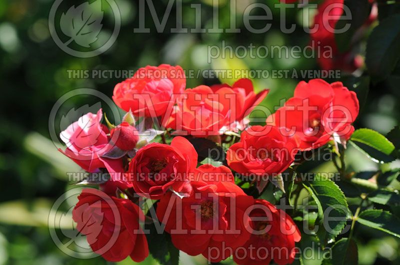 Rosa Flower Carpet Red  (Groundcover rose)  3