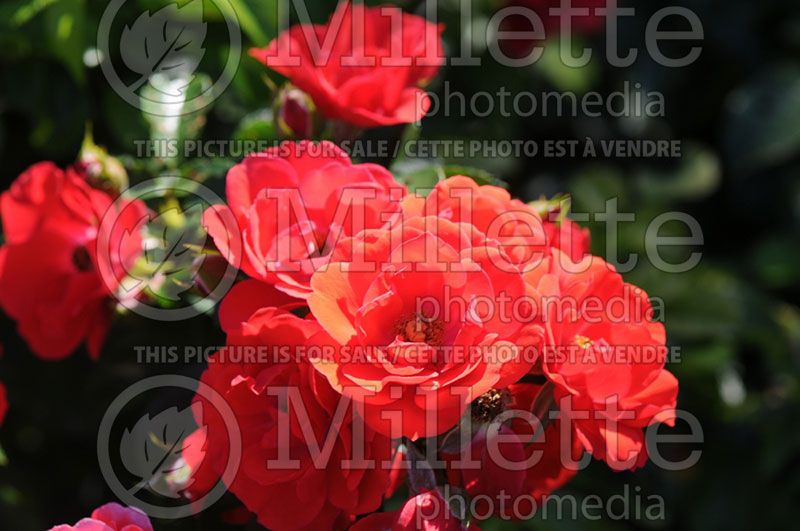 Rosa Flower Carpet Red  (Groundcover rose)  1