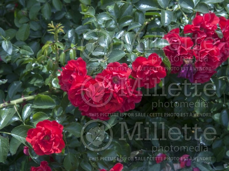 Rosa Flower Carpet Scarlet (Ground cover Rose) 2