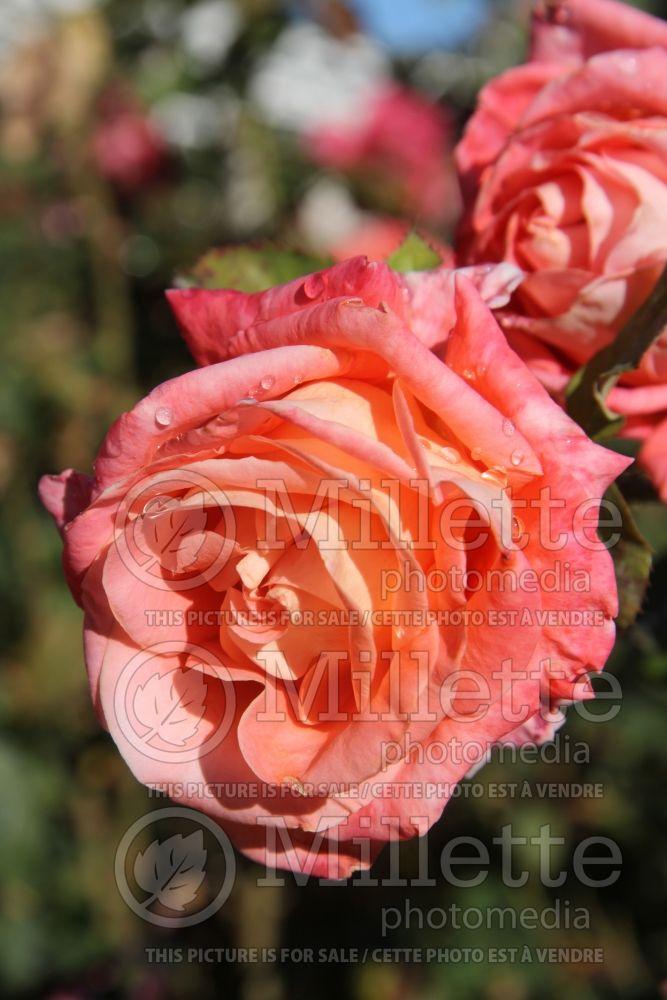 Rosa Folklore (Hybrid tea rose) 1 