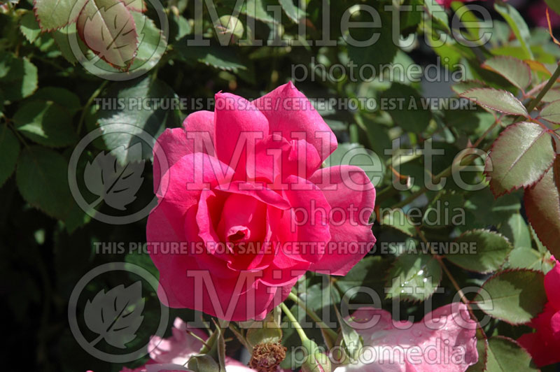 Rosa Frontenac (Shrub Rose) 7 