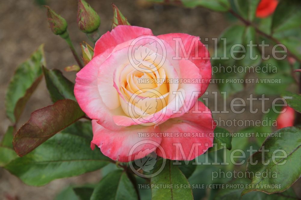 Rosa Gemini (Hybrid tea Rose) 4