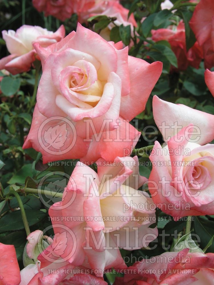 Rosa Gemini (Hybrid tea Rose) 8