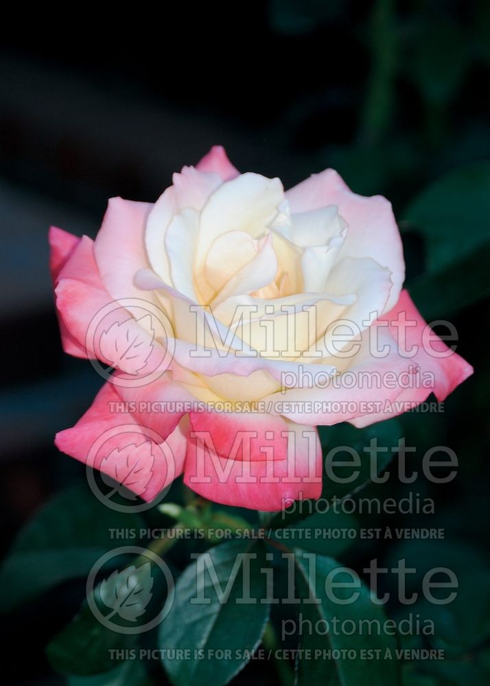 Rosa Gemini (Hybrid tea Rose) 7