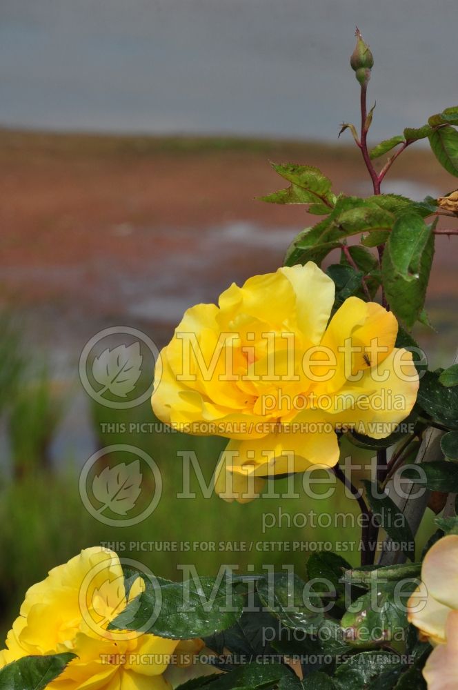 Rosa Golden Showers (climbing Rose) 5