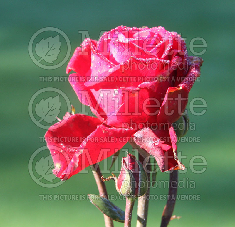 Rosa Grande Amore or KORcoluma or My Valentine (Hybrid tea Rose) 1 