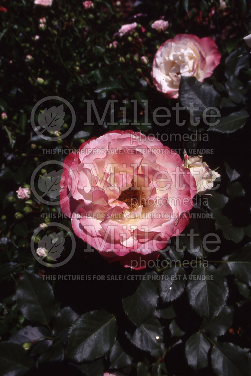 Rosa Delani Sister (grandiflora Rose) 1