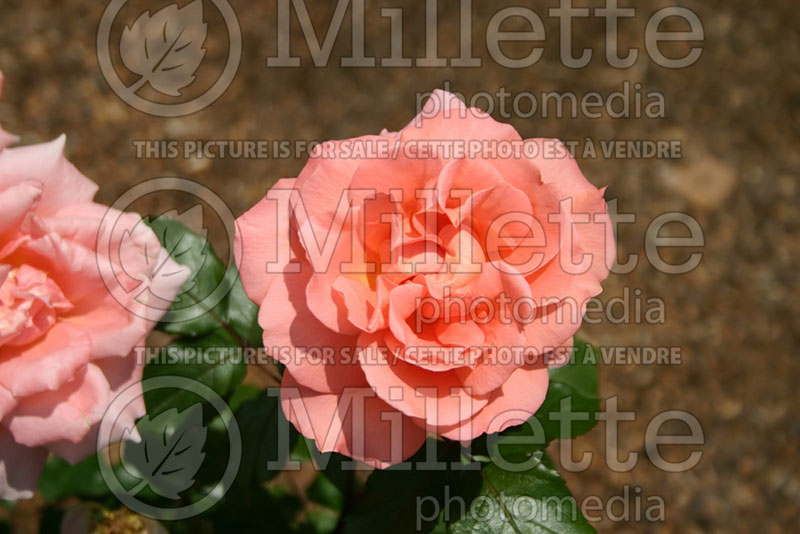 Rosa Sweet Fragrance (Grandiflora rose) 1 