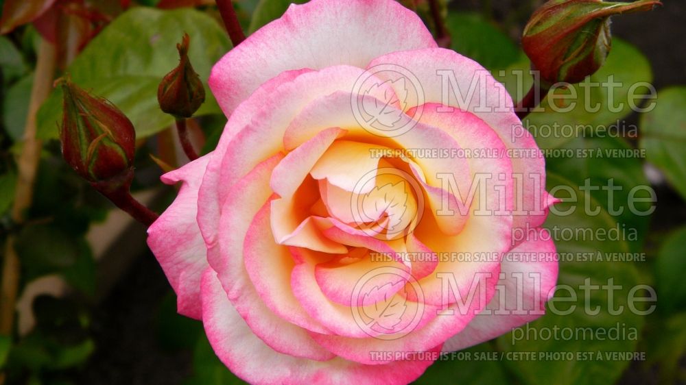 Rosa Handel (Shrub Rose) 1