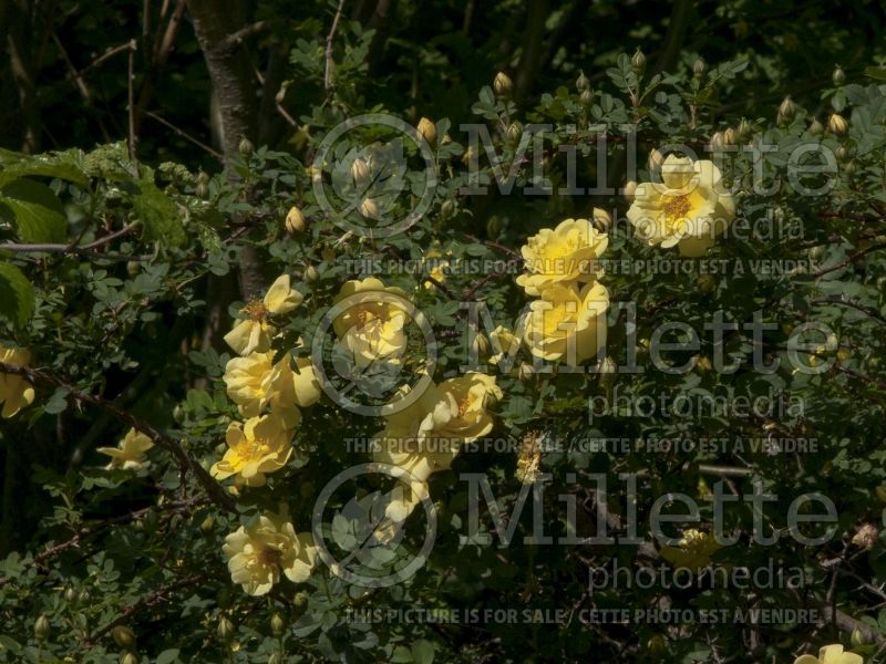 Rosa Harison's Yellow (Shrub Rose) 3