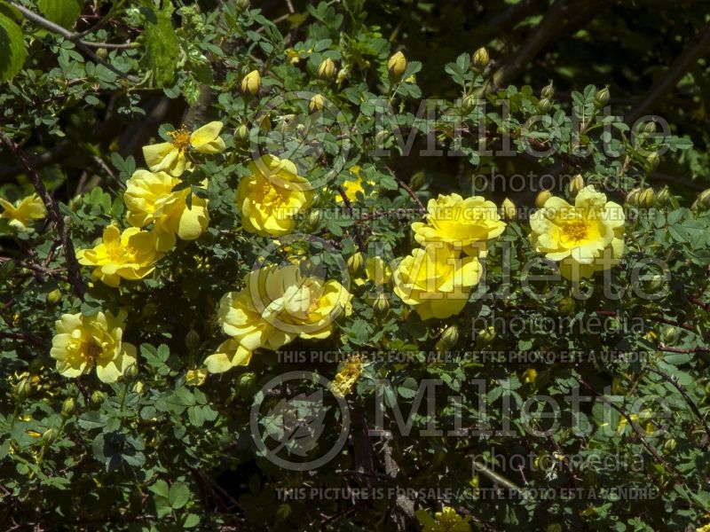 Rosa Harison's Yellow (Shrub Rose) 2