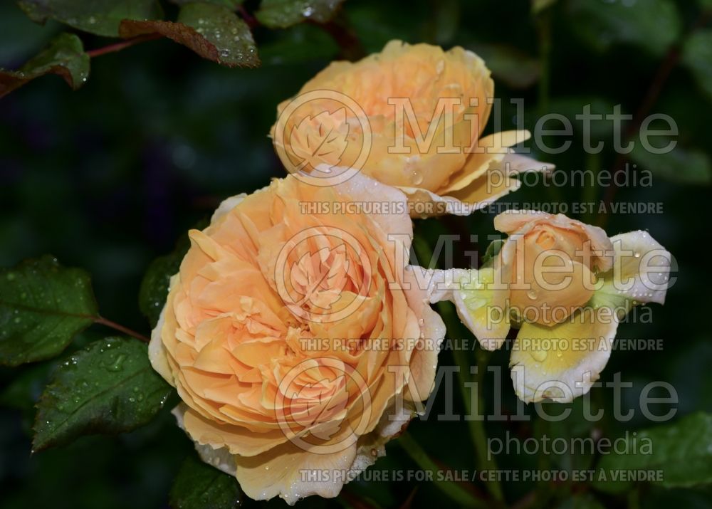Rosa Heaven on Earth (Floribunda Rose) 1