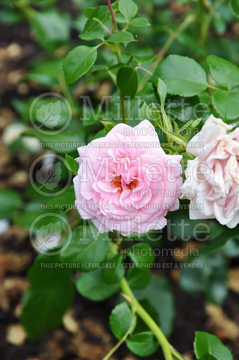 Rosa Home & Garden (floribunda Rose) 1 