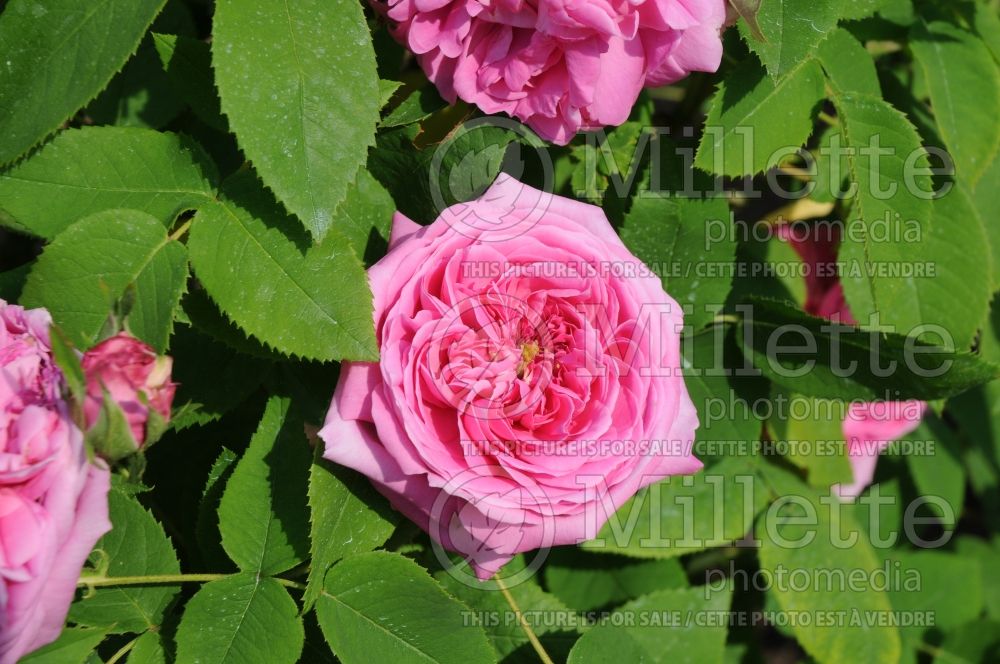 Rosa Indigo (Shrub Rose)  1 