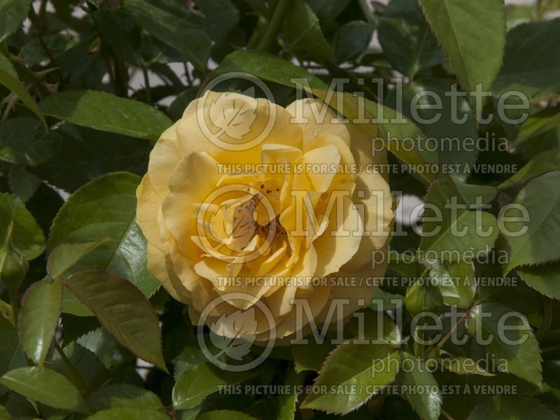 Rosa Julia Child (floribunda Rose) 3
