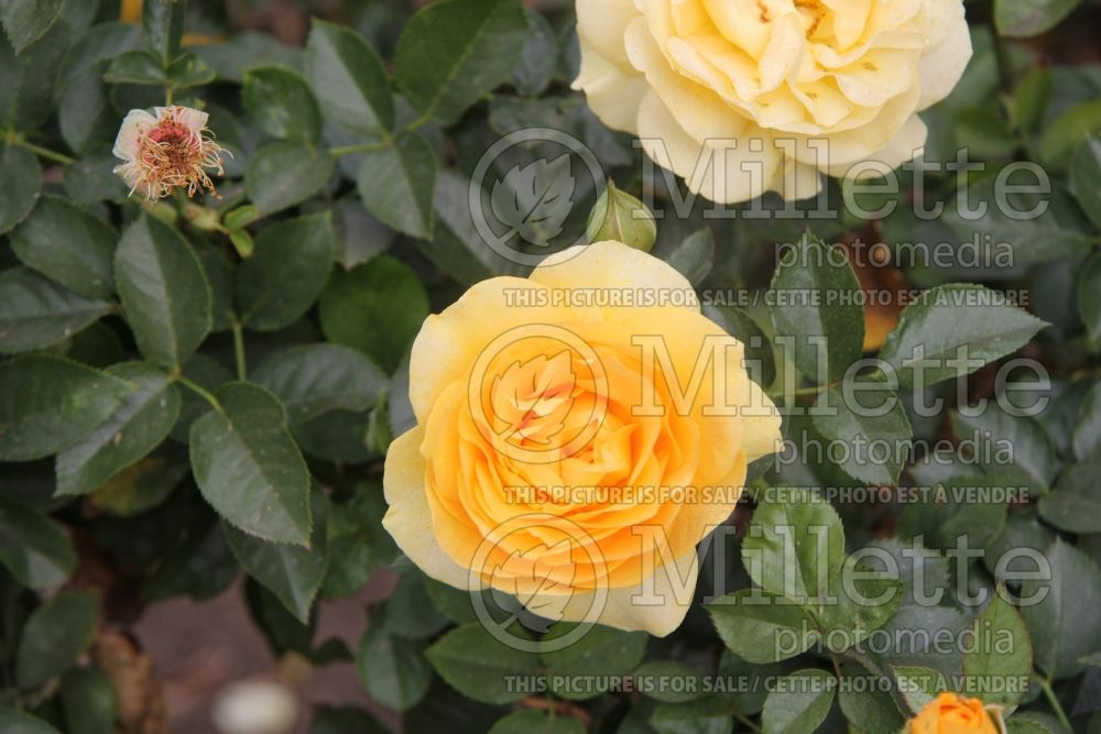 Rosa Julia Child (floribunda Rose) 4