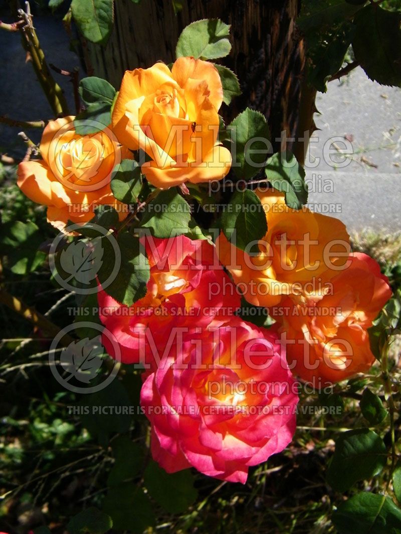 Rosa Kaleidoscope (Shrub Rose)  1