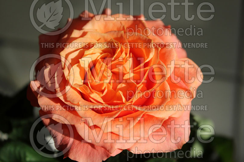 Rosa Mandarina (miniature Rose)  1 