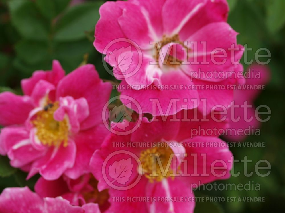 Rosa William Baffin (Shrub Rose) 6