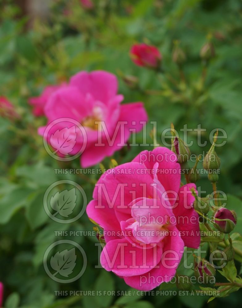 Rosa William Baffin (Shrub Rose) 3