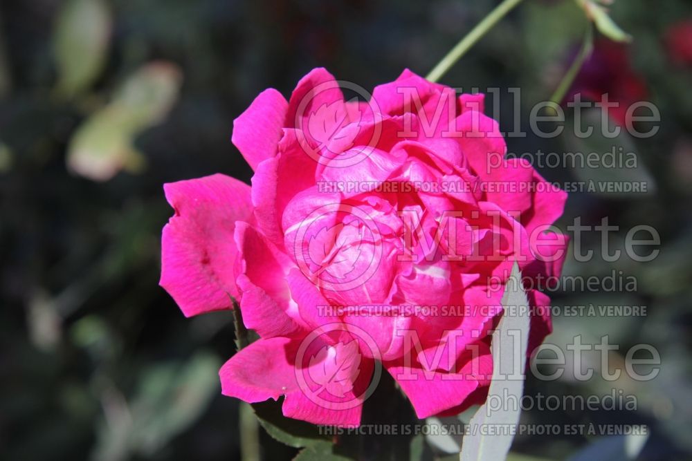 Rosa La France (Tea Hybrid rose)  1