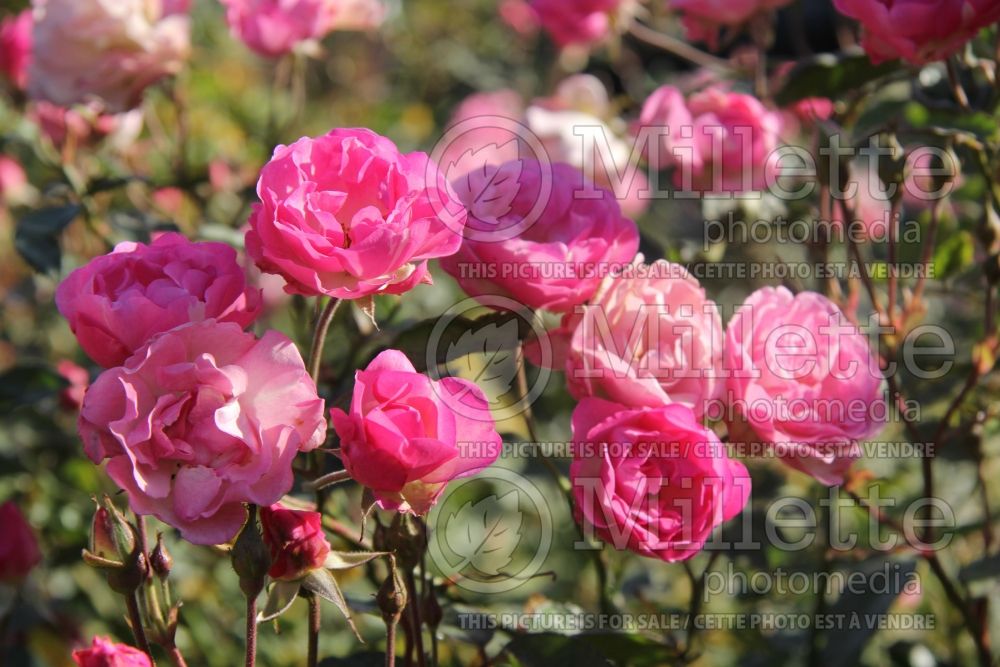 Rosa La Marne (Shrub Rose) 4 