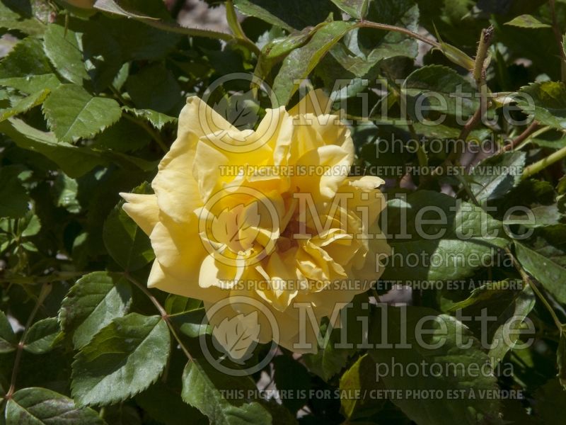 Rosa Lemon Meringue (Shrub Rose) 1 