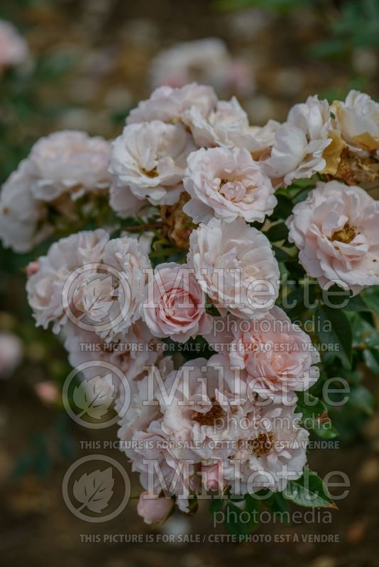 Rosa Lovely Bride (Shrub rose)  2