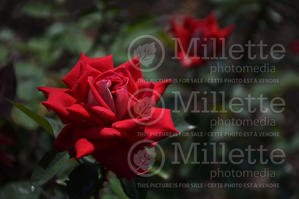Rosa Love (Grandiflora Rose) 2 