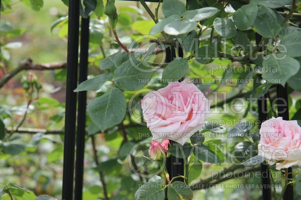 Rosa Madame Butterfly (Hybrid Tea Rose) 1 