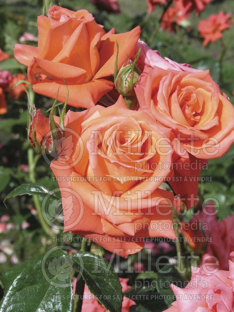Rosa Marina (Floribunda Rose) 1
