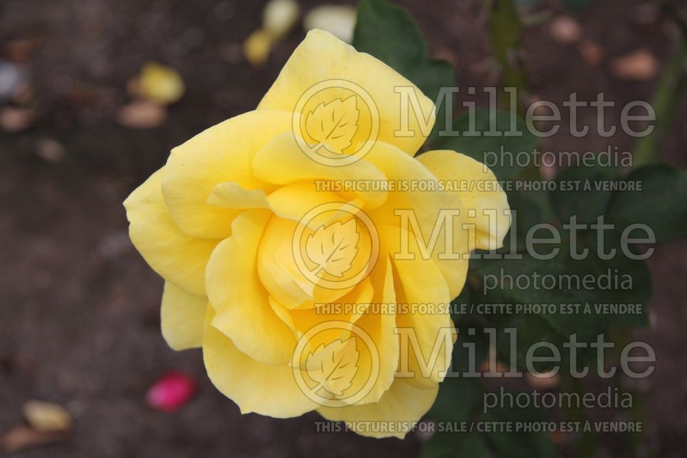 Rosa Mellow Yellow (Hybrid tea rose)  1