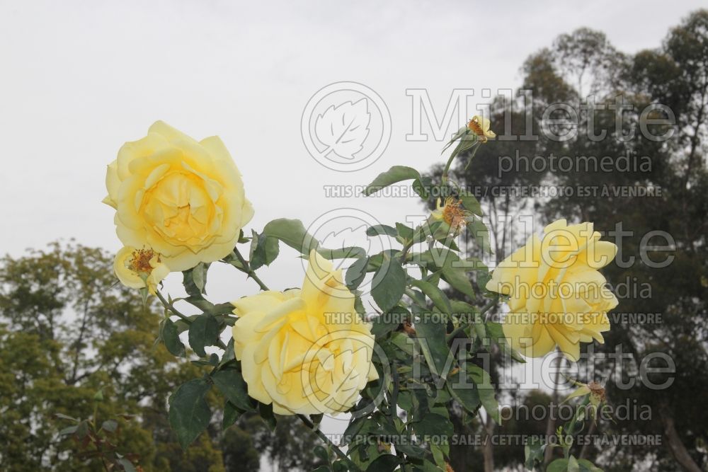 Rosa Mellow Yellow (Hybrid tea rose)  2