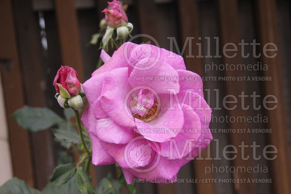Rosa Melody Parfumee (Hybrid tea Rose) 1