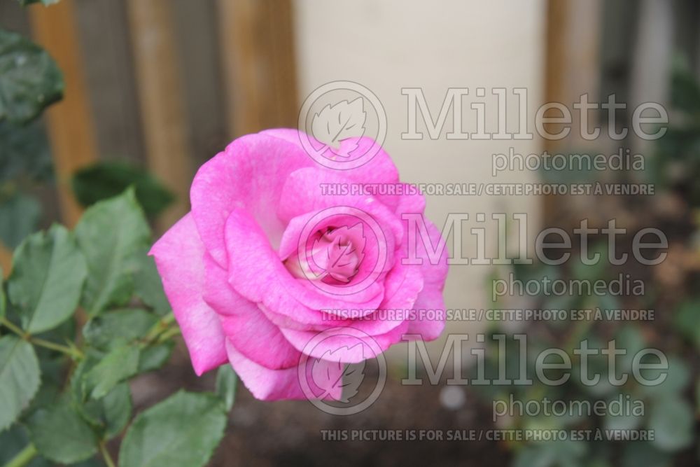 Rosa Melody Parfumee (Hybrid tea Rose) 2
