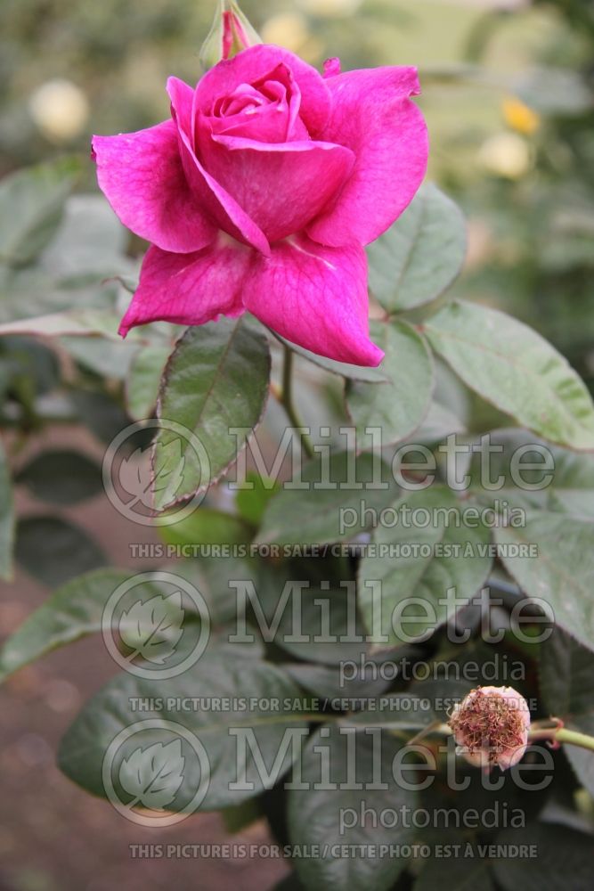 Rosa Melody Parfumee (Hybrid tea Rose) 3