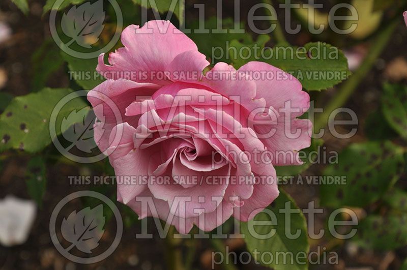 Rosa Memorial Day (Hybrid Tea Rose)  3