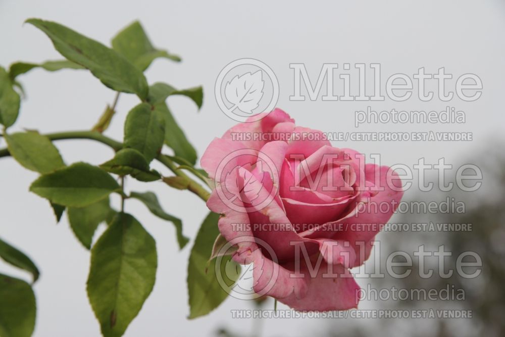 Rosa Memorial Day (Hybrid Tea Rose) 4 
