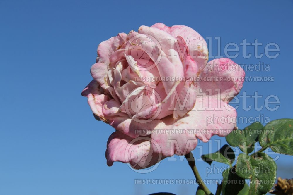 Rosa Memorial Day (Hybrid Tea Rose) 5 