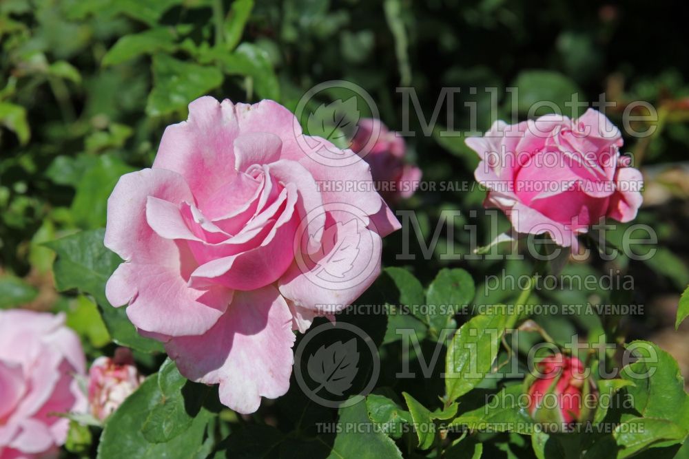 Rosa Memorial Day (Hybrid Tea Rose) 6 