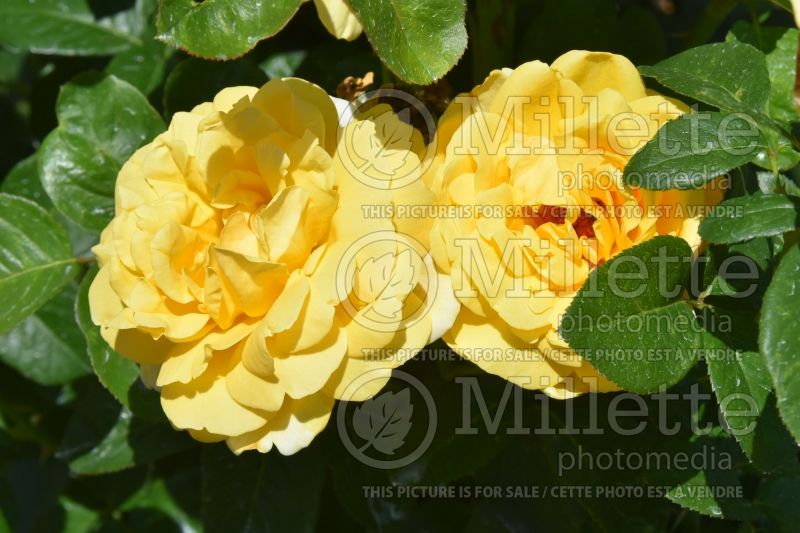 Rosa Michelangelo (Hybrid tea Rose) 1 