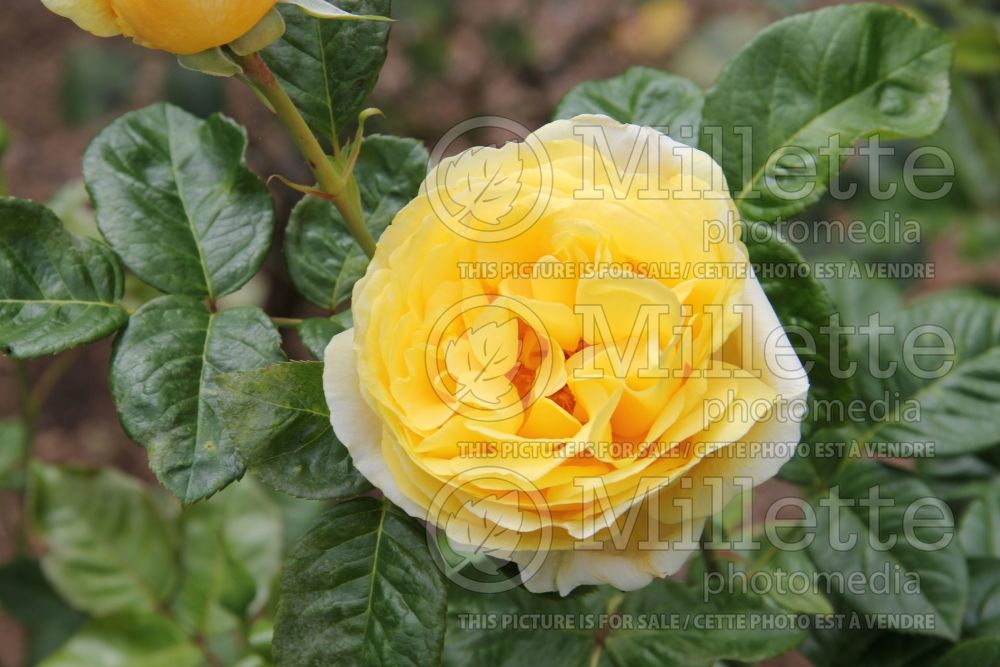 Rosa Michelangelo (Hybrid tea Rose) 3 