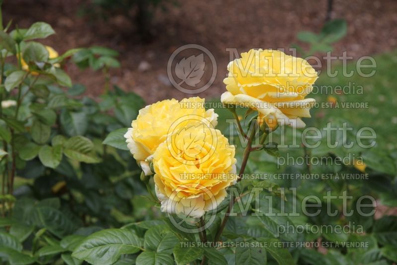 Rosa Michelangelo (Hybrid tea Rose) 4 