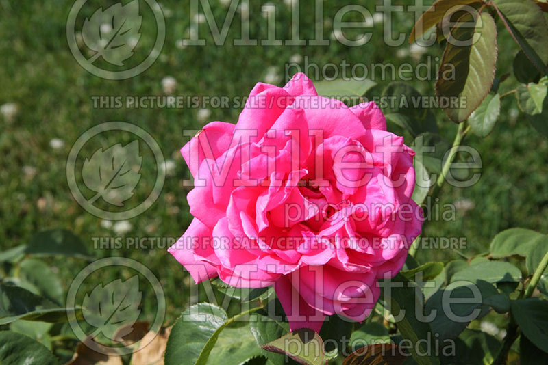 Rosa Miss All-American Beauty (Hybrid Tea Rose) 1