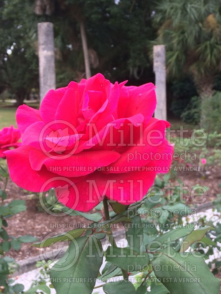 Rosa Mister Lincoln (Hybrid tea Rose) 2 