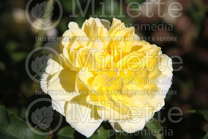 Rosa Molineux (shrub Rose)   3