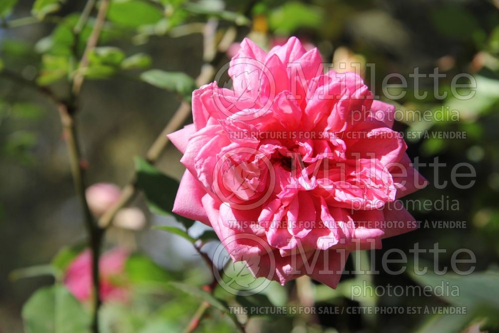 Rosa Monsieur Tillier (Shrub Rose) 1