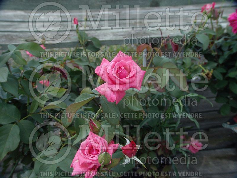 Rosa Montezuma (Grandiflora Rose)  3