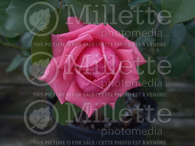 Rosa Montezuma (Grandiflora Rose)  1