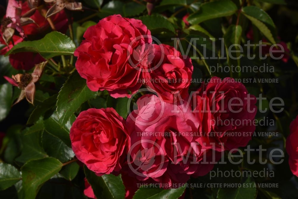 Rosa Morden Amorette (shrub rose) 1 